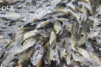 Продажа живца карася - <ro>Изображение</ro><ru>Изображение</ru> #1, <ru>Объявление</ru> #1205892