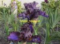 Ирисы высокие бородатые.Продажа - <ro>Изображение</ro><ru>Изображение</ru> #7, <ru>Объявление</ru> #912577