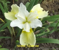 Продам ,,безбородые,,Ирисы;сибирские, луизианские.Из коллекции Владимира Цымбала - <ro>Изображение</ro><ru>Изображение</ru> #2, <ru>Объявление</ru> #1211434