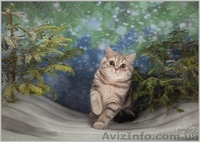 Шотландский ШОУ-котик - <ro>Изображение</ro><ru>Изображение</ru> #1, <ru>Объявление</ru> #1206465