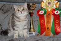 Шотландский ШОУ-котик - <ro>Изображение</ro><ru>Изображение</ru> #3, <ru>Объявление</ru> #1206465