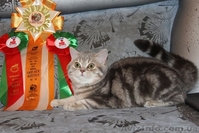 Шотландский ШОУ-котик - <ro>Изображение</ro><ru>Изображение</ru> #2, <ru>Объявление</ru> #1206465