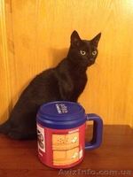 Лапомойка Paw Plunger – новый друг Вашей собаки. - <ro>Изображение</ro><ru>Изображение</ru> #1, <ru>Объявление</ru> #1201611