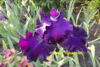 Ирисы высокие бородатые.Продажа - <ro>Изображение</ro><ru>Изображение</ru> #10, <ru>Объявление</ru> #912577