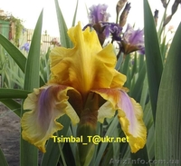 Ирисы высокие бородатые.Продажа - <ro>Изображение</ro><ru>Изображение</ru> #4, <ru>Объявление</ru> #912577