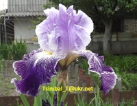 Ирисы высокие бородатые.Продажа - <ro>Изображение</ro><ru>Изображение</ru> #9, <ru>Объявление</ru> #912577