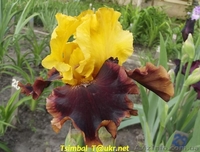 Ирисы высокие бородатые.Продажа - <ro>Изображение</ro><ru>Изображение</ru> #1, <ru>Объявление</ru> #912577