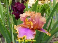 Ирисы высокие бородатые.Продажа - <ro>Изображение</ro><ru>Изображение</ru> #3, <ru>Объявление</ru> #912577