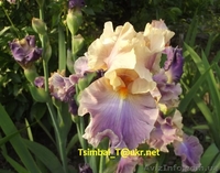 Ирисы высокие бородатые.Продажа - <ro>Изображение</ro><ru>Изображение</ru> #6, <ru>Объявление</ru> #912577