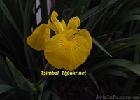 Продам ,,безбородые,,Ирисы;сибирские, луизианские.Из коллекции Владимира Цымбала - <ro>Изображение</ro><ru>Изображение</ru> #3, <ru>Объявление</ru> #1211434