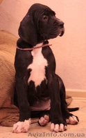 Щенки немецкого дога от лучших европейских кровей - <ro>Изображение</ro><ru>Изображение</ru> #1, <ru>Объявление</ru> #1220067