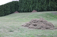 Вычесывание газона, аэрация газона - <ro>Изображение</ro><ru>Изображение</ru> #2, <ru>Объявление</ru> #855792