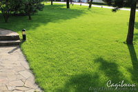 Устройство газона,посевной и рулонный газон  - <ro>Изображение</ro><ru>Изображение</ru> #4, <ru>Объявление</ru> #420605