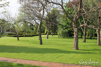 Устройство газона,посевной и рулонный газон  - <ro>Изображение</ro><ru>Изображение</ru> #7, <ru>Объявление</ru> #420605