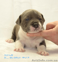 Мечты сбываются- голубаси амстафф - <ro>Изображение</ro><ru>Изображение</ru> #3, <ru>Объявление</ru> #1221356