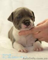 Очаровательная кроха стафф - <ro>Изображение</ro><ru>Изображение</ru> #3, <ru>Объявление</ru> #1223329