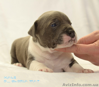 Мечты сбываются- голубаси амстафф - <ro>Изображение</ro><ru>Изображение</ru> #2, <ru>Объявление</ru> #1221356