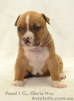 Детки Юного Чемпиона Европы  амстаффа - <ro>Изображение</ro><ru>Изображение</ru> #4, <ru>Объявление</ru> #1221364