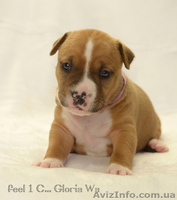 Бронь на щенков амстаффа - <ro>Изображение</ro><ru>Изображение</ru> #4, <ru>Объявление</ru> #1223318