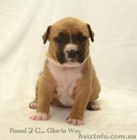 Бронь на щенков амстаффа - <ro>Изображение</ro><ru>Изображение</ru> #5, <ru>Объявление</ru> #1223318