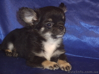 Крутой мальчишка длинношерстной чихуахуа - <ro>Изображение</ro><ru>Изображение</ru> #5, <ru>Объявление</ru> #1241560