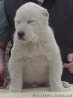 Алабай (среднеазиатская овчарка), чистокровные щенки - <ro>Изображение</ro><ru>Изображение</ru> #1, <ru>Объявление</ru> #1237671