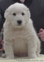 Алабай (среднеазиатская овчарка), чистокровные щенки - <ro>Изображение</ro><ru>Изображение</ru> #2, <ru>Объявление</ru> #1237671