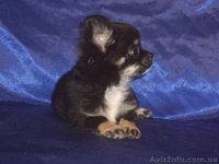 Крутой мальчишка длинношерстной чихуахуа - <ro>Изображение</ro><ru>Изображение</ru> #3, <ru>Объявление</ru> #1241560