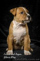 Фантастическая красотка амстафф - <ro>Изображение</ro><ru>Изображение</ru> #2, <ru>Объявление</ru> #1242897