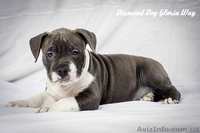 Крупный голубой щенок Амстафф - <ro>Изображение</ro><ru>Изображение</ru> #1, <ru>Объявление</ru> #1238027