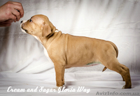 Фантастическая красотка амстафф - <ro>Изображение</ro><ru>Изображение</ru> #3, <ru>Объявление</ru> #1242897