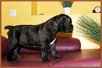  Высокопородные щенки Кане Корсо. - <ro>Изображение</ro><ru>Изображение</ru> #1, <ru>Объявление</ru> #1238458