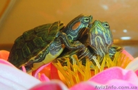 Черепашка+корм+доставка+инструкция по содержанию+консультации  - <ro>Изображение</ro><ru>Изображение</ru> #1, <ru>Объявление</ru> #1227554