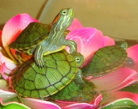 Черепашка+корм+доставка+инструкция по содержанию+консультации  - <ro>Изображение</ro><ru>Изображение</ru> #2, <ru>Объявление</ru> #1227554