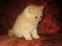 Экзотические котята-экзоты - <ro>Изображение</ro><ru>Изображение</ru> #10, <ru>Объявление</ru> #924583