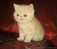 Экзотические котята-экзоты - <ro>Изображение</ro><ru>Изображение</ru> #9, <ru>Объявление</ru> #924583