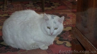 Передержка для кошек и собак - <ro>Изображение</ro><ru>Изображение</ru> #1, <ru>Объявление</ru> #1244358
