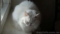 Передержка для кошек и собак - <ro>Изображение</ro><ru>Изображение</ru> #2, <ru>Объявление</ru> #1244358