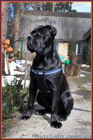 Высокопородные щенки Кане Корсо. - <ro>Изображение</ro><ru>Изображение</ru> #2, <ru>Объявление</ru> #1246238