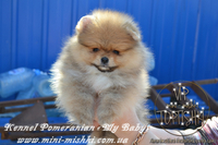 Элитные щенки карликового померанского шпица от питомника «My Baby» - <ro>Изображение</ro><ru>Изображение</ru> #4, <ru>Объявление</ru> #1245253