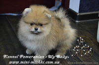 Элитные щенки карликового померанского шпица от питомника «My Baby» - <ro>Изображение</ro><ru>Изображение</ru> #5, <ru>Объявление</ru> #1245253