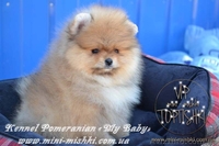 Элитные щенки карликового померанского шпица от питомника «My Baby» - <ro>Изображение</ro><ru>Изображение</ru> #3, <ru>Объявление</ru> #1245253