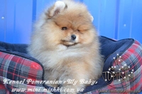 Элитные щенки карликового померанского шпица от питомника «My Baby» - <ro>Изображение</ro><ru>Изображение</ru> #2, <ru>Объявление</ru> #1245253
