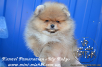 Элитные щенки карликового померанского шпица от питомника «My Baby» - <ro>Изображение</ro><ru>Изображение</ru> #1, <ru>Объявление</ru> #1245253