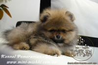 Элитные щенки карликового померанского шпица от питомника «My Baby» - <ro>Изображение</ro><ru>Изображение</ru> #6, <ru>Объявление</ru> #1245253