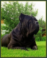 Кане корсо - звездный помет от чемпионов. - <ro>Изображение</ro><ru>Изображение</ru> #3, <ru>Объявление</ru> #1259234