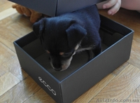 Щенки той-терьер, мама голубого окраса, документы - <ro>Изображение</ro><ru>Изображение</ru> #5, <ru>Объявление</ru> #1277261