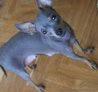 Щенки той-терьер, мама голубого окраса, документы - <ro>Изображение</ro><ru>Изображение</ru> #4, <ru>Объявление</ru> #1277261