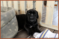 Кане корсо - звездный помет от двух чемпионов. - <ro>Изображение</ro><ru>Изображение</ru> #9, <ru>Объявление</ru> #1256489