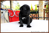 Кане корсо - звездный помет от двух чемпионов. - <ro>Изображение</ro><ru>Изображение</ru> #8, <ru>Объявление</ru> #1256489